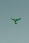003.png